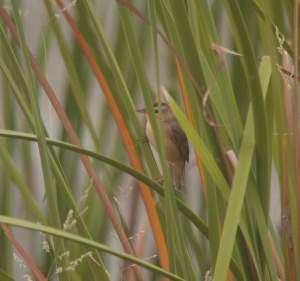 Black-browed Reed-warblerSkulking 