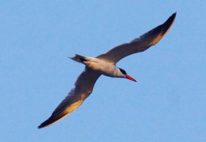 Caspian Tern© How Pang