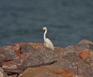 Chinese Egret
