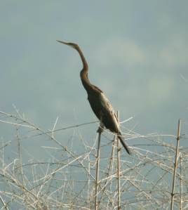 Oriental Darter