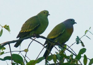 Pink-necked Green Pigeon© How Pang