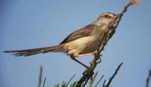 Plain Prinia