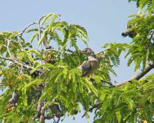 Rosy Starling - juvenile