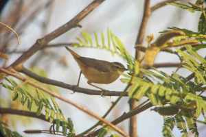 Black-browed Reed Warbler