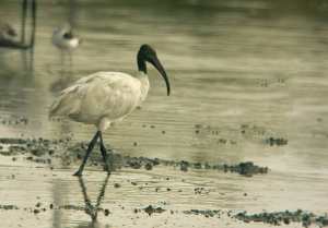 Black-headed Ibis