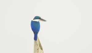 Collared Kingfisher