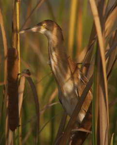 Yellow BitternIxobrychus sinensis
