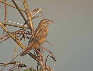 Zitting Cisticola