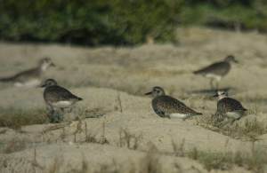 Grey Plover