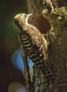 Philippine Pygmy Woodpecker - female Dendrocopos maculatus Brgy Patag, Silay City, Negros Occidental 27.03.13