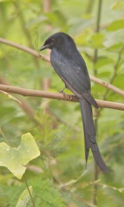 Black Drongo 22.09.13 Huay Mai Teng Reservoir