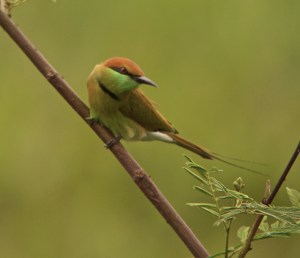 Green Bee-eater 22.09.13 Huay Mai Teng Reservoir