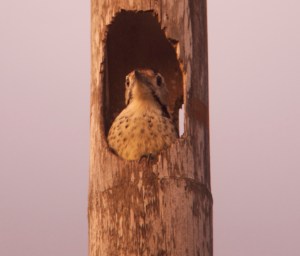 Fulvous-breasted Woodpecker