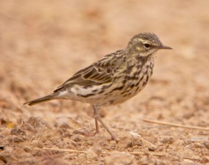 rosypipit01