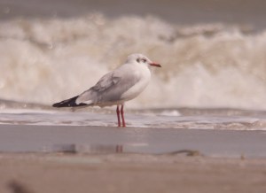 Brown Headed Gull