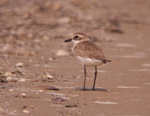 Greater Sand-plover