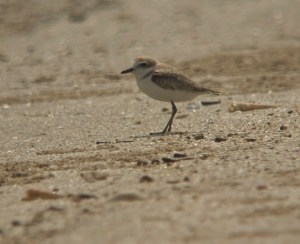 Malaysian Plover