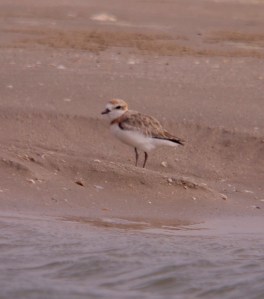 Malaysian Plover