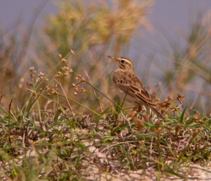 Richard's Pipit
