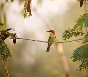 Chestnut-headed Bee-eater