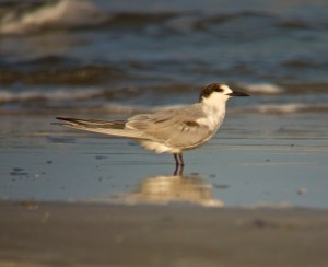Common Tern
