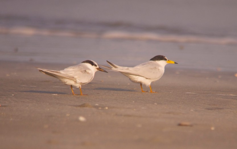 littletern 030