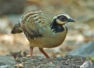 Bar-backed Partridge Lung Sin Hide Phetchburi Province 13.03.14