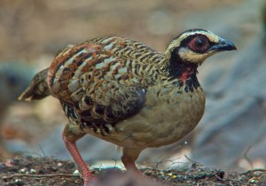 Bar-backed Partridge Lung Sin Hide Phetchburi Province 13.03.14