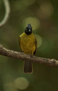 Black-crested Bulbul Lung Sin Hide Phetchburi Province 13.03.14