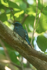 Blue and WHite FlycatcherKo Man Nai, Rayong District20.03.14