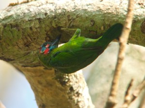 Blue-throated Barbet Lung Sin Hide Phetchburi Province 13.03.14