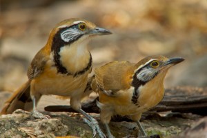 Greater Necklaced Laughing-thrush Lung Sin Hide Phetchburi Province 13.03.14
