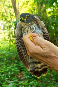 hodgsonshawkcuckoo01 052