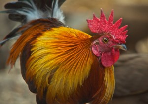 Red Junglefowl Lung Sin Hide Phetchburi Province 13.03.14