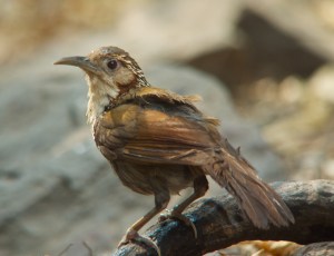 Large Scimitar Babbler Lung Sin Hide Phetchburi Province 13.03.14 