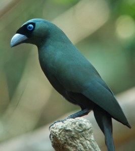 Racket-tailed Treepie Lung Sin Hide Phetchburi Province 13.03.14