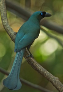 Racket-tailed Treepie Lung Sin Hide Phetchaburi Province 13.03.14