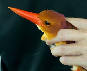 Ruddy Kingfisher (in the hand)Ko Man Nai, Rayong Province19.03.14
