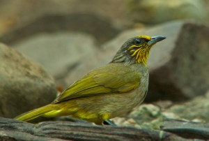 Streak-throated Bulbul Lung Sin Hide Phetchburi Province 13.03.14