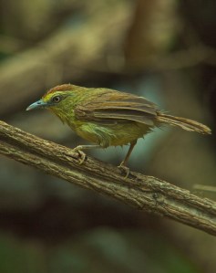 Striped Tit Babbler Lung Sin Hide Phetchburi Province 13.03.14