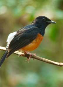 White-rumped Shama Lung Sin Hide Phetchburi Province 13.03.14