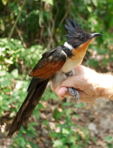 Chestnut-winged Cuckoo Koh Man Nai Island Rayong Province 28.04.14