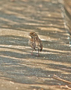 Little Bunting Koh Man Nai Island Rayong Province 27.04.14